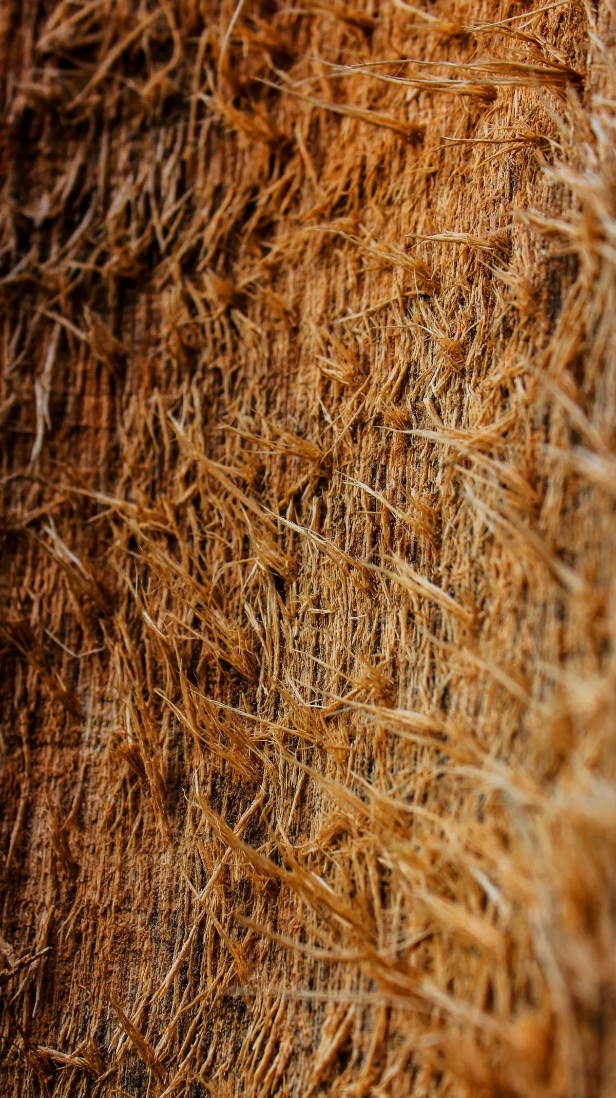 Close-up of golden coconut coir fibres