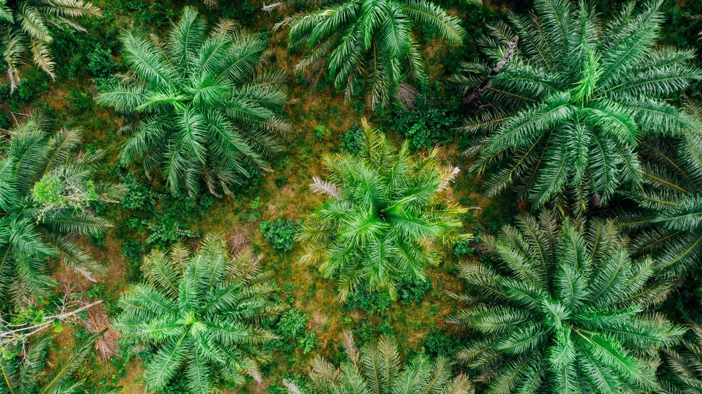 Canopy of coconut palms seen from above