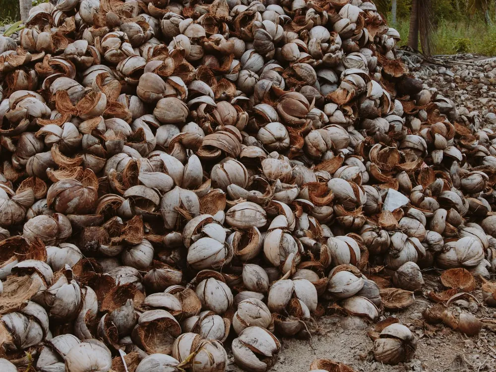 A large pile of coconut husks under palm trees