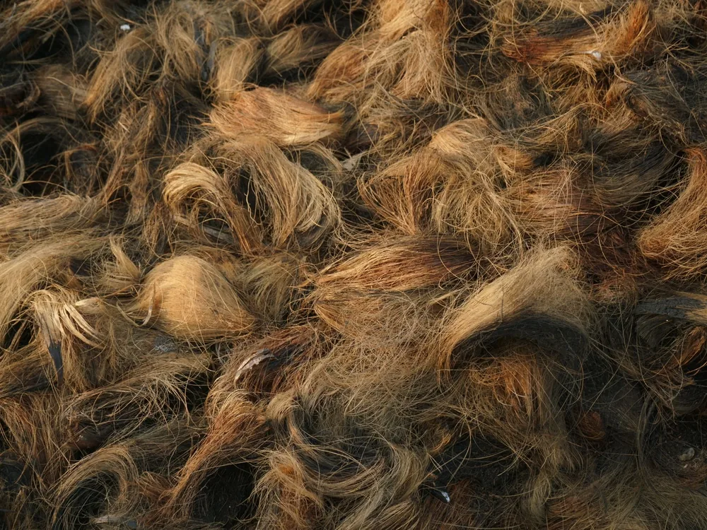 Close-up of golden coir fibre separated from the husk